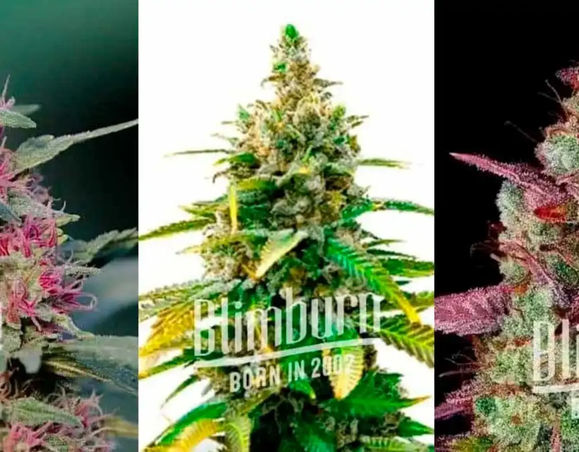 Outdoor Autoflower Seeds