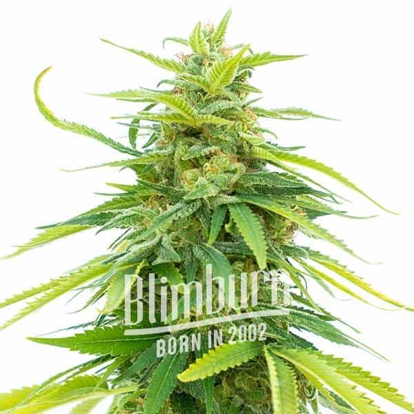 Chocolate Thai strain Chocolate Thai strain