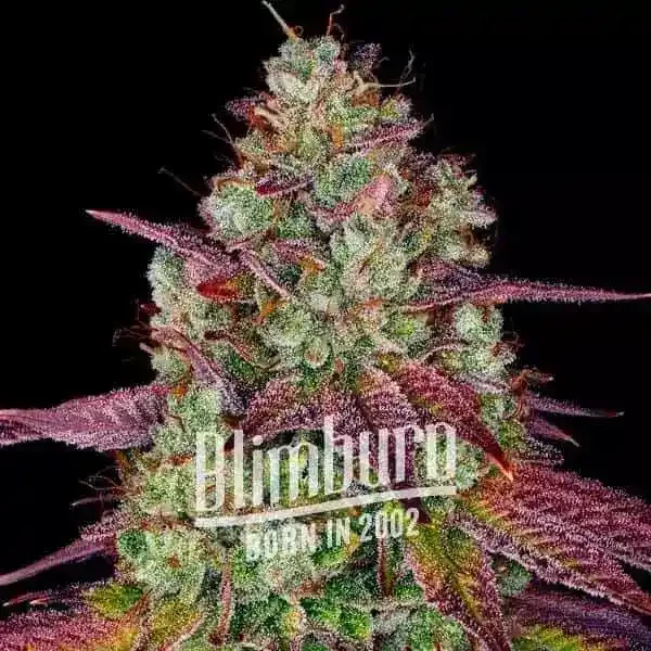 Mimosa XXL Autoflower Mimosa XXL Autoflower