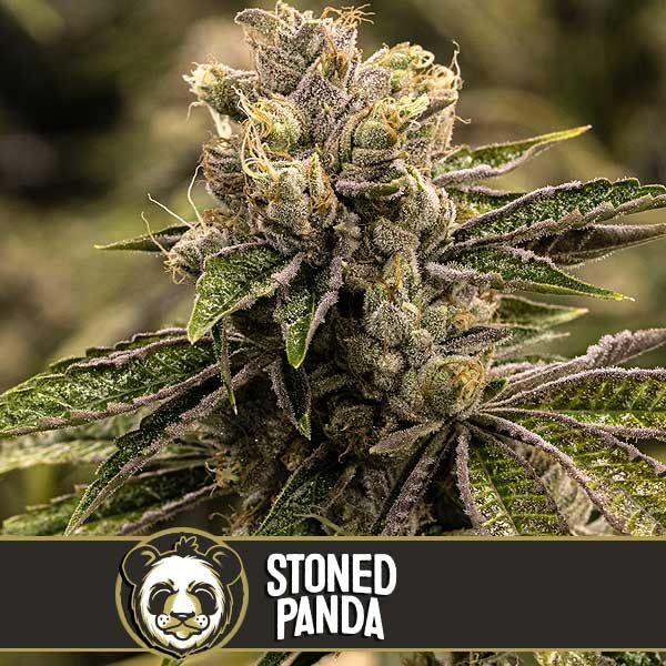 stoned-panda-blimburn Stoned Panda Cannabis Seeds