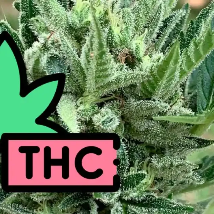 THC
