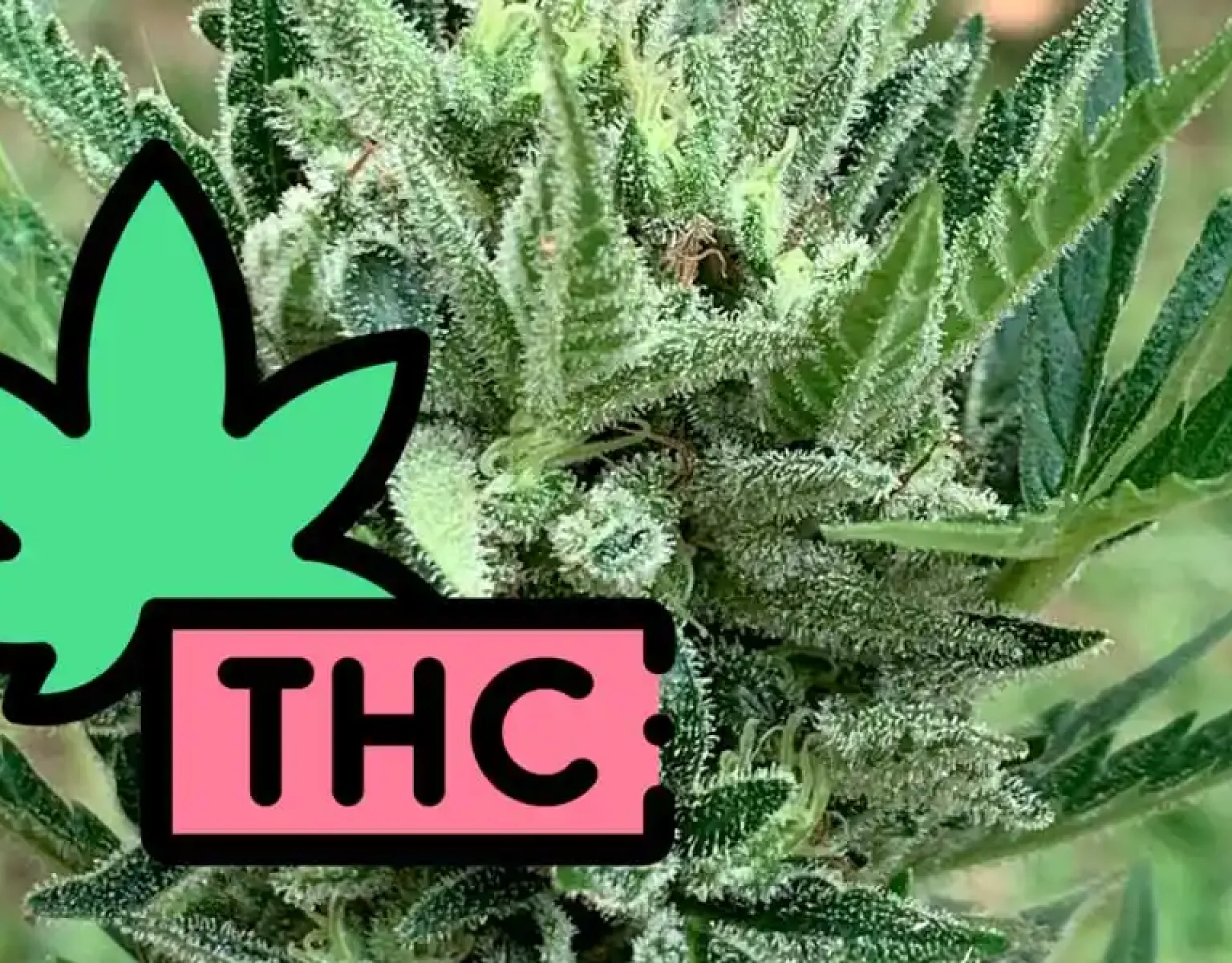 THC